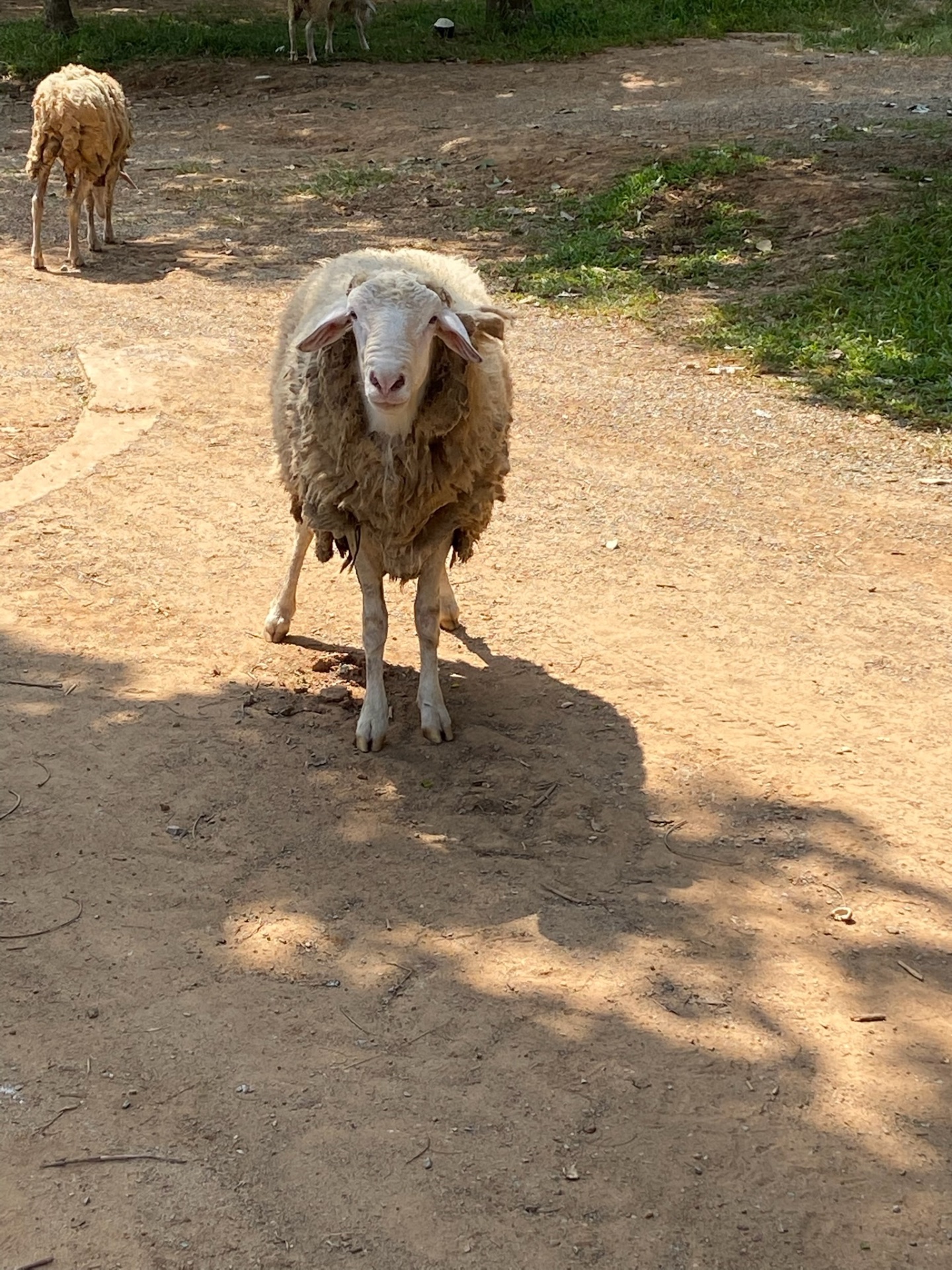 Sheep on the Village of Hope grounds